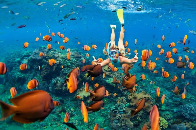 1 Hour Private Snorkeling Activity In Montego Bay - One hour among fish and coral