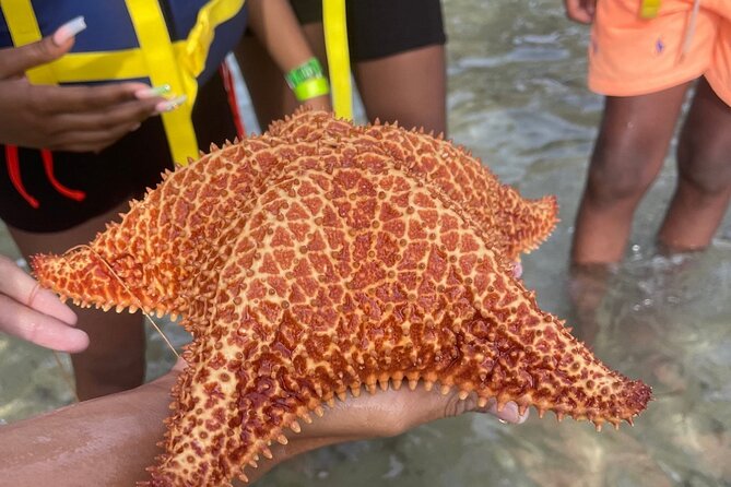 Adventurous-Snorkeling With Sightseeing of Montego Bay - Adding Montego Bay sightseeing and shopping