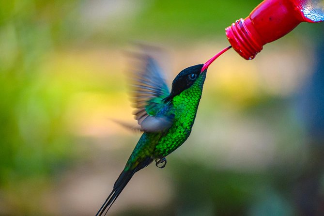 Ahhh Ras Natango Gallery and Garden Private Transfer - Is $97.44 per person fair?