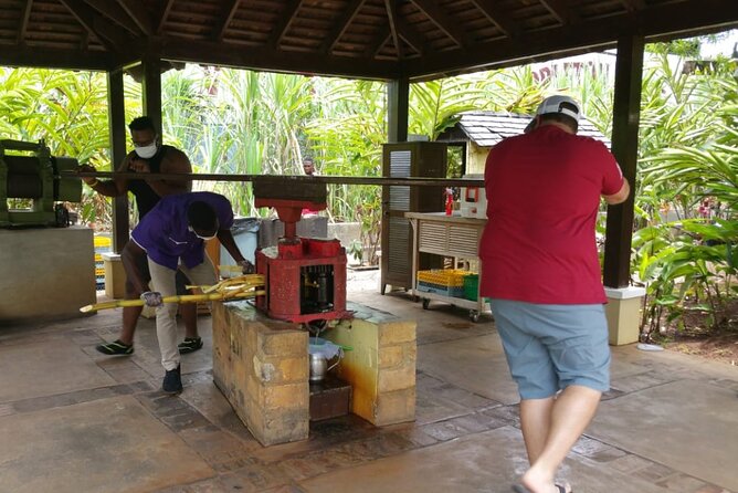 Appleton Estate Rum Tour and Pelican Bar Customize Tour - The bamboo road and the countryside between Montego Bay and Appleton
