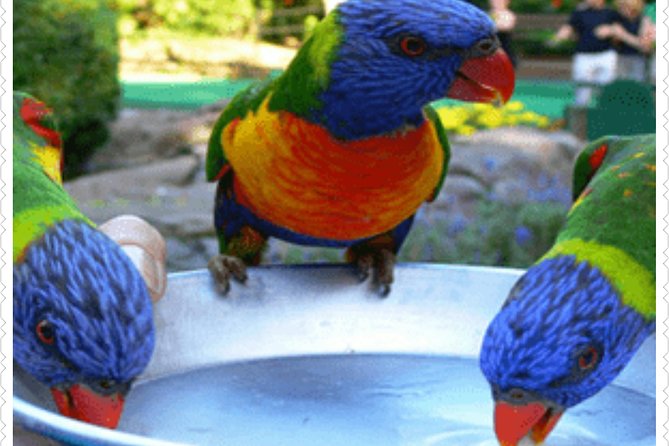 Bird Sanctuary and animal farm Day Tour - Close-up birds at Rockland Bird Sanctuary