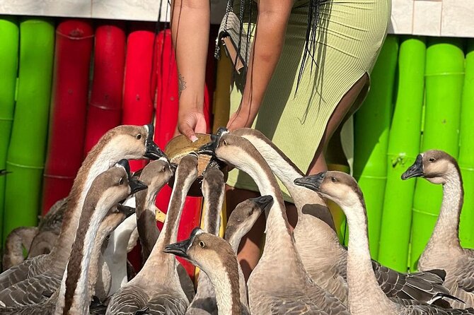 Bird Sanctuary and animal farm Day Tour - Meeting exotic animals at the Montego Bay farm