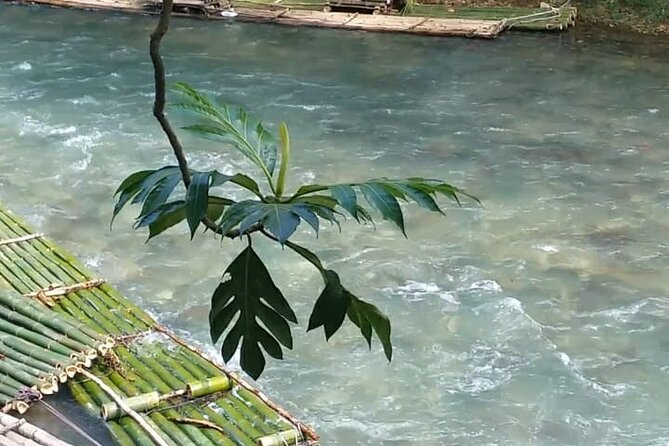 Bird Sanctuary and/or Lethe Bamboo Rafting from Montego Bay - How the private vehicle changes the day