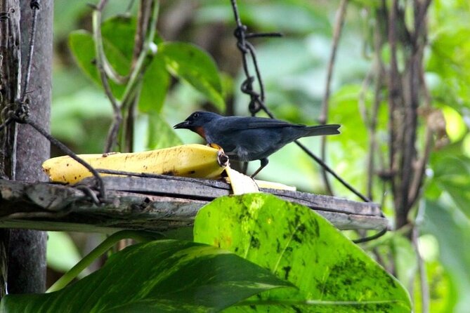 Bird Sanctuary and/or Lethe Bamboo Rafting from Montego Bay - Is $85.49 good value?