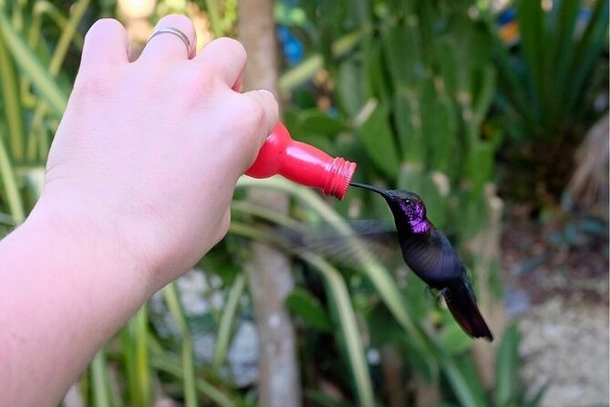 Bird Sanctuary and/or Lethe Bamboo Rafting from Montego Bay - Practical planning for the morning