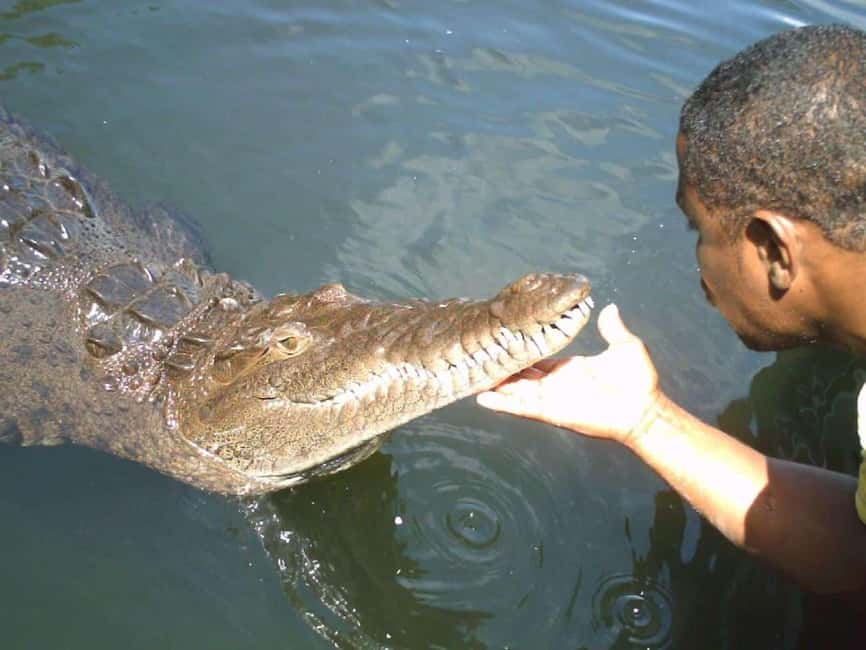 Black River Safari and Ys Falls Tour and Transportation - Watching crocodiles from the Black River