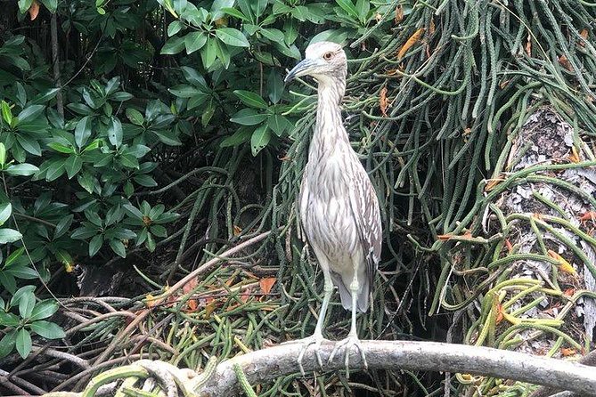 Black River Safari and YS Water Falls - What to bring and how to plan your day