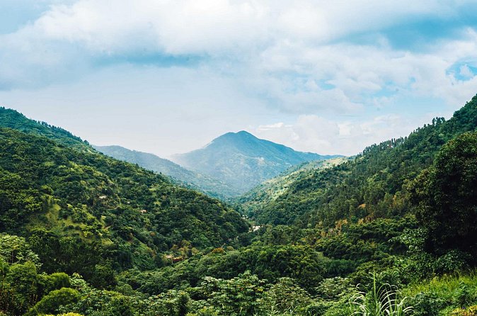 Blue Mountain Bicycle Tour - Views toward Kingston, plants, and mountain wildlife