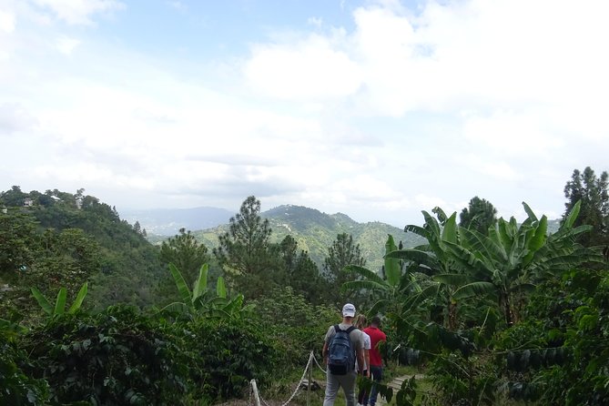 Blue Mountain Coffee and Sightseeing Tour - A local lunch of ital stew