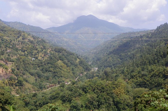 Blue Mountain Tour with Hotel Transportation - The coffee farm is the heart of the experience