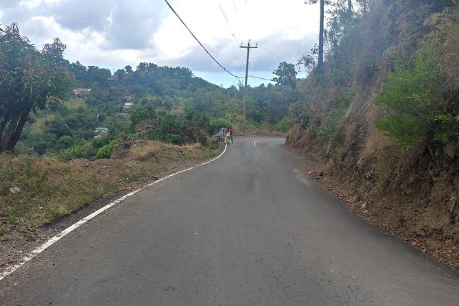 Blue Mountains Coffee Private Tour from Kingston - The coffee plantation lesson