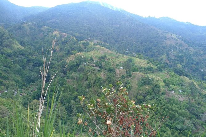 Blue Mountains Coffee Private Tour from Kingston - How much time you should set aside