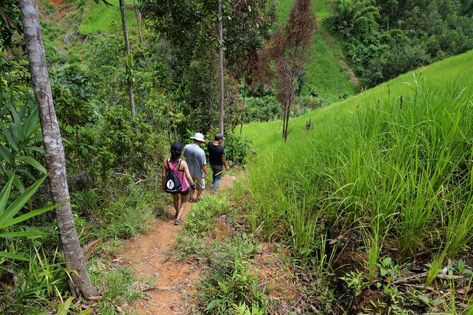 Bush Hiking to explore Wild Plants & Fresh Fruits,Montego Bay - Walking into Lethe from the bamboo rafts