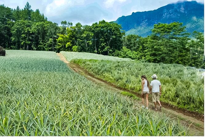 Bush Hiking to explore Wild Plants & Fresh Fruits,Montego Bay - Following the trail to the natural spring