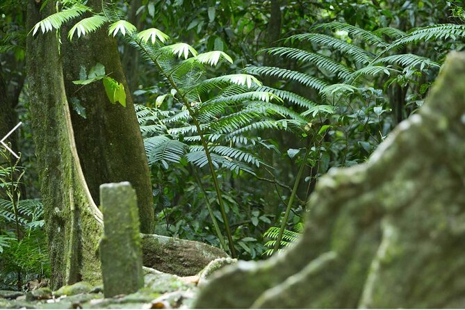Bush Hiking to explore Wild Plants & Fresh Fruits,Montego Bay - Who will enjoy this Montego Bay outing