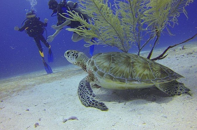 Certified 2-Tank Scuba Diving Tour from Montego Bay - Two North Coast sites before the day gets hot
