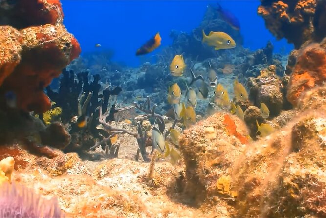 Customize Snorkeling with Option shopping Lunch & Stop local food - What Your $65.99 Covers in Montego Bay