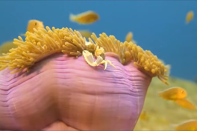 Customize Snorkeling with Option shopping Lunch & Stop local food - Cruising Close to the Reef