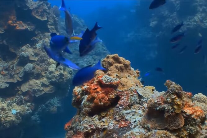 Customize Snorkeling with Option shopping Lunch & Stop local food - A No-Frills Water Outing