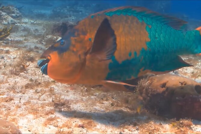 Customize Snorkeling with Option shopping Lunch & Stop local food - How the Optional Food and Shopping Pieces Fit