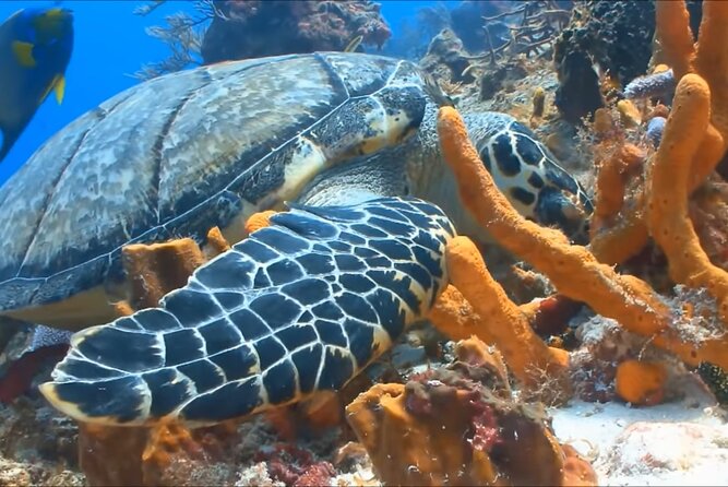 Customize Snorkeling with Option shopping Lunch & Stop local food - Who Will Get the Most From This Tour