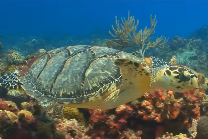 Customize Snorkeling with Option shopping Lunch & Stop local food - Practical Details Before You Book