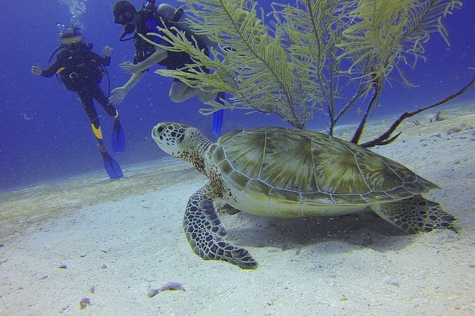 Discover Scuba Diving in Montego Bay - A three-hour introduction for complete beginners