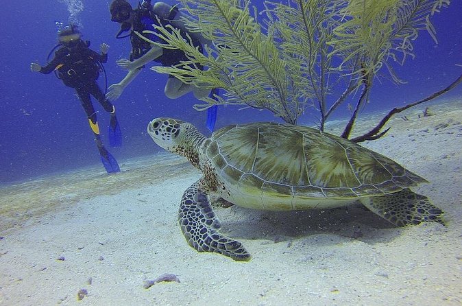Discover Scuba Diving in Montego Bay - Practicing in a controlled area