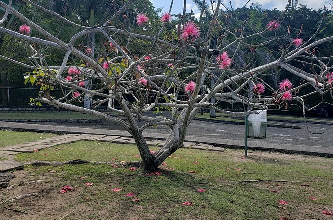 Dunns River Falls Experience from Montego Bay Resorts - Tranquility Gardens and the beach connection