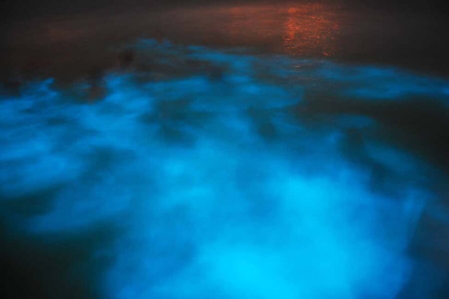 From Montego Bay: Luminous Lagoon Nighttime Boat Tour - From Montego Bay to Falmouth by Van