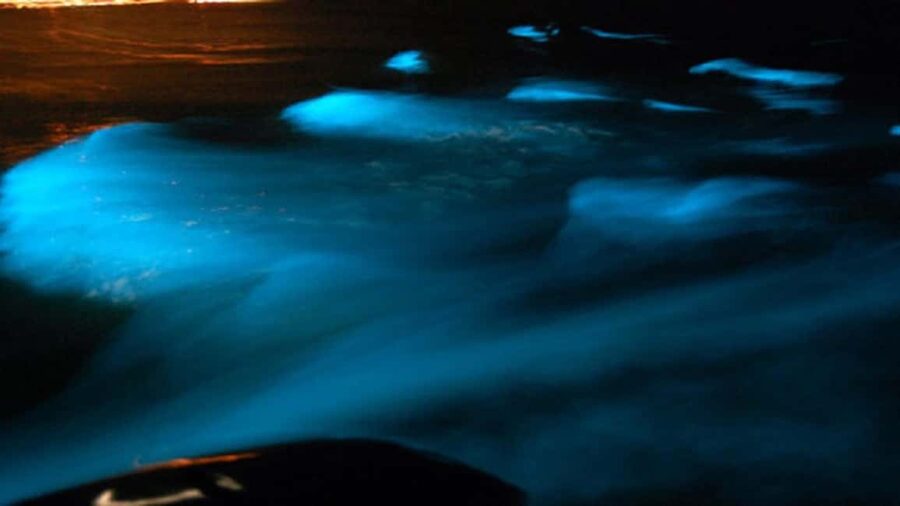 From Montego Bay: Luminous Lagoon Nighttime Boat Tour - Taking Photos Without Missing the Show