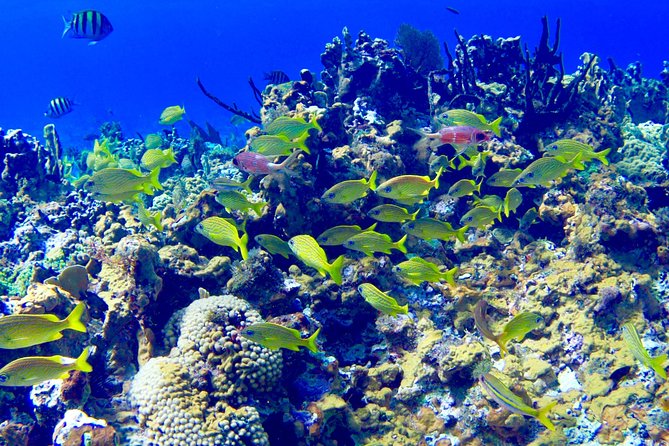 Glass Bottom Boat Ride/Snorkeling/Booby Cay Island from Negril - A short boat ride into Negril’s blue water