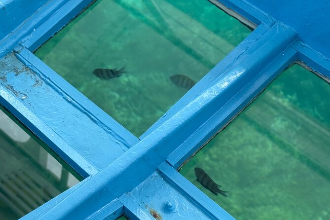 Glass bottom Boat Tour and Snorkeling Experience in Montego Bay - Who will enjoy this most