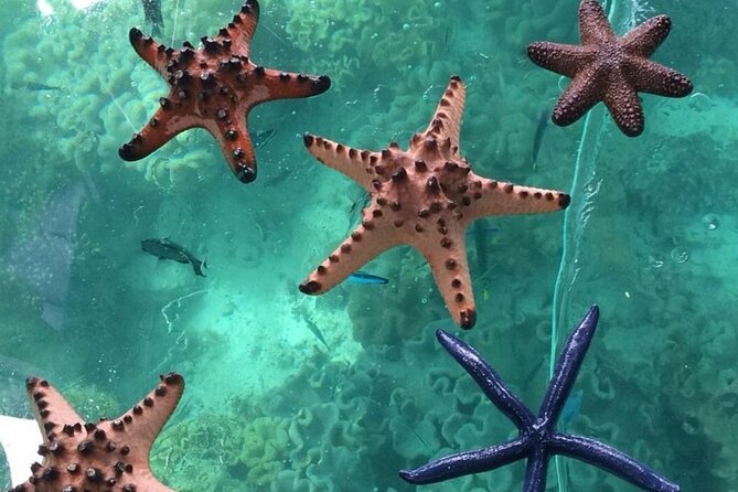 Glass Bottom Boat Water Activity in Montego Bay Jamaica - What Capt Dan and Trey Add