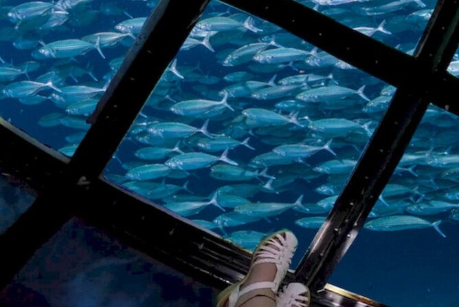Glass Bottom Boat Water Activity in Montego Bay Jamaica - Who Will Enjoy This Most?