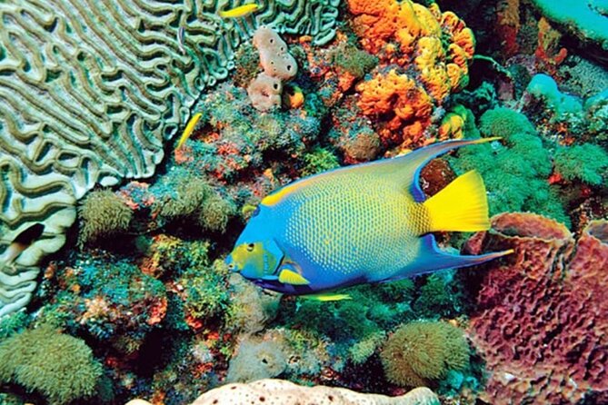 Glass Bottom Boat Water Activity in Montego Bay Jamaica - Booking and Cancellation Details
