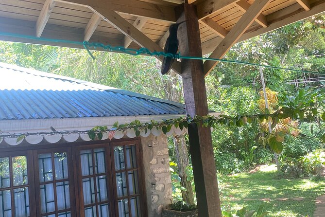 Great River Bamboo Rafting and Bird Sanctuary Combine Tour From Montego Bay - Private transport from Montego Bay