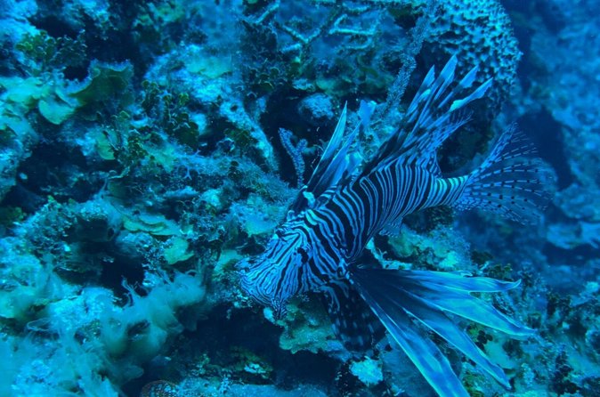 Guided Snorkeling at the Anchor and Cannon Reef in Negril - What the equipment and crew mean for you