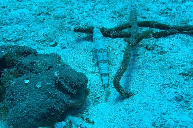 Guided Snorkeling at the Anchor and Cannon Reef in Negril - The return cruise and the last look at Negril
