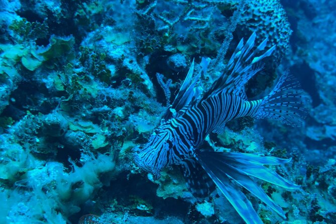 Guided Snorkeling at the Anchor and Cannon Reef in Negril - Fifteen minutes along Seven Mile Beach