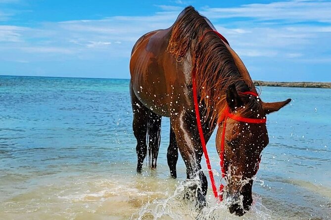 Horseback Ride and Swim Jamaica - Is $150 a fair price?
