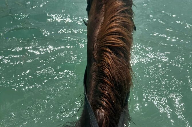 Horseback Riding In The Ocean from Montego Bay Private Transfer - Who will like this outing most