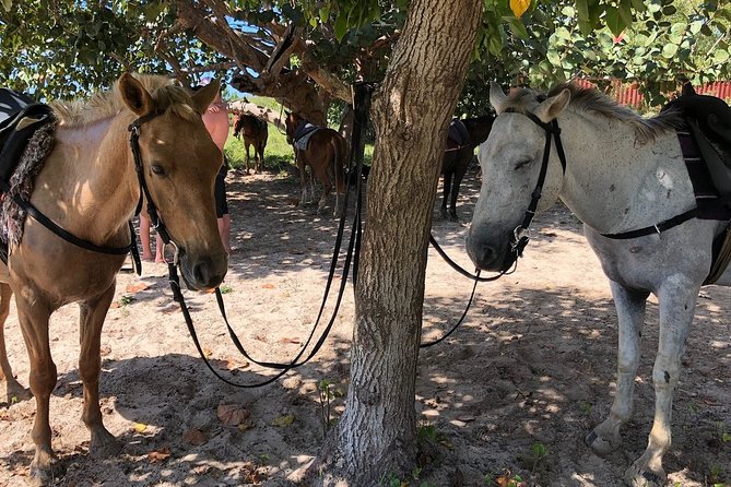 Horseback “SPECIAL”- Negril’s Beach Ride N’ Swim with Free photos/videos - Booking and timing advice