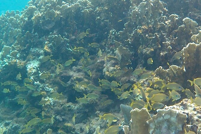 Incredible Negril Guided Snorkeling To Reef, Anchor, and Cannon - Reef life and pirate relics in one short boat trip