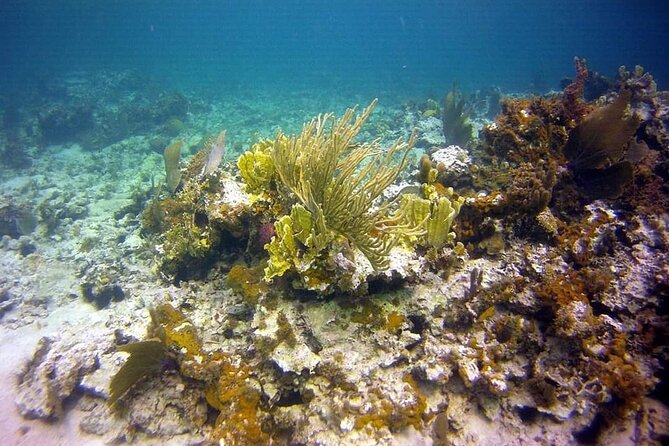 Incredible Negril Guided Snorkeling To Reef, Anchor, and Cannon - A closer look at starfish, urchins, and conch