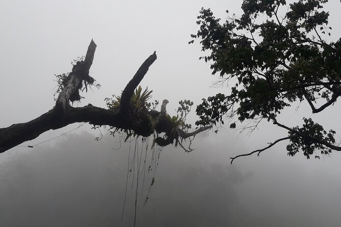 Jamaica Blue Mountain Guided Nature Tour - Is $240 good value?