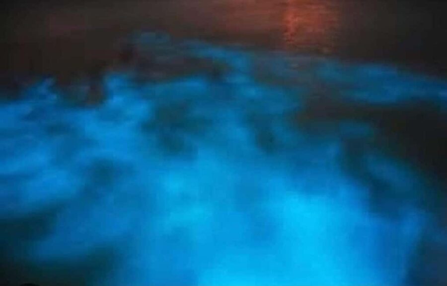 Luminous lagoon : Night Tour from Ocho Rios and Runaway Bay - Leaving Ocho Rios or Runaway Bay