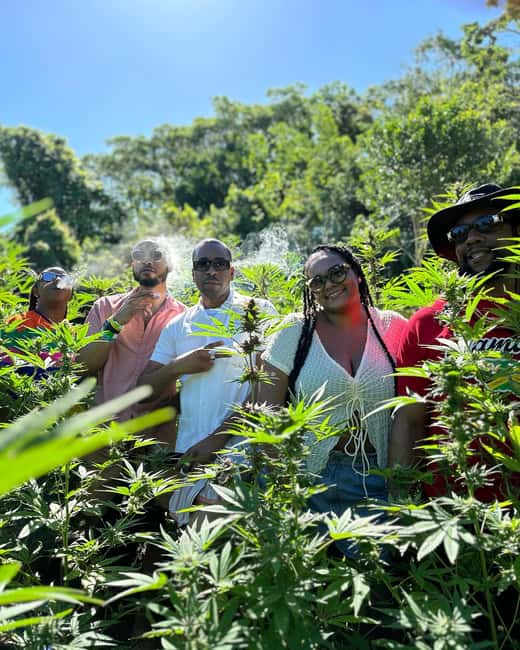 Marijuana Farm, Bamboo Rafting and Doctors Cave Beach Tour - What the rating tells you, and what it does not