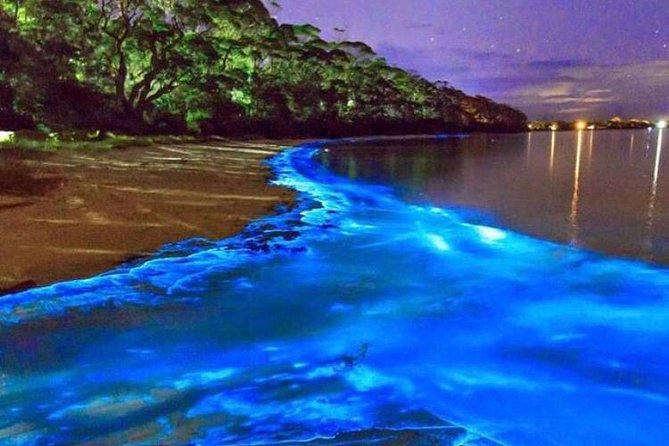 Mesmerizing Luminous Lagoon (Glistening Waters) Night Tour - Seeing Jamaica’s water light up at night