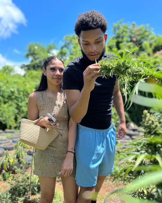 Montego Bay: Cannabis Farm, Bamboo Rafting, & Foot Massage - Starting with Jamaica’s cannabis culture